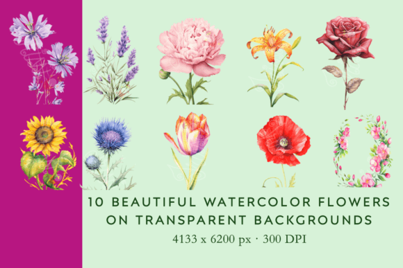 Download Vintage Watercolor Flower Illustrations - Premium Resources